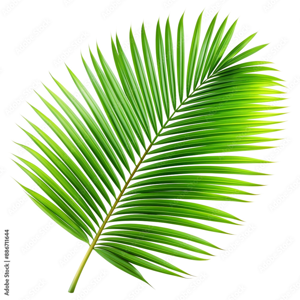 Obraz premium Palm leaf isolated on white background.