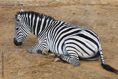 The burchell zebra is rest and sitdown in dry floor at garden photo