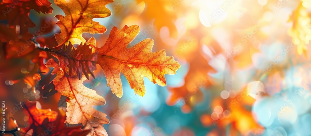 Sunny weather with vibrant autumn oak leaves in a close up copy space image Sunny weather with vibrant autumn oak leaves in a close up copy space image