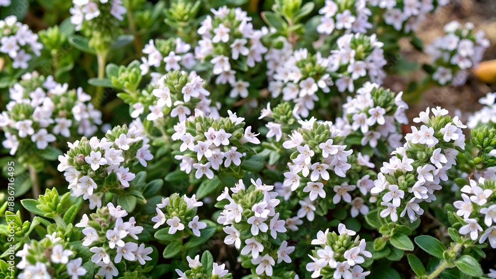 Thymian, Weissrandiger, Silver King; Thymus; vulgaris; Thymian, Weissrandiger, Silver King; Thymus; vulgaris;