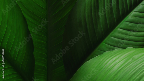 Close-up macro nature exotic bright green leave texture tropical Jungle plant spathiphyllum cannifolium in dark background.Curve leaf floral botanical desktop wallpaper,website cover backdrop.