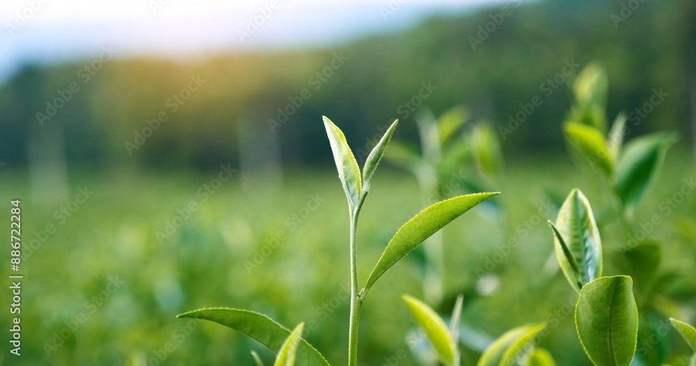 Green tea tree leaves field young tender bud herbal Green tea tree in camellia sinensis organic farm. Close up Fresh Tree tea plantations mountain green nature in herbal farm plant background morning Green tea tree leaves field young tender bud herbal Green tea tree in camellia sinensis organic farm. Close up Fresh Tree tea plantations mountain green nature in herbal farm plant background morning