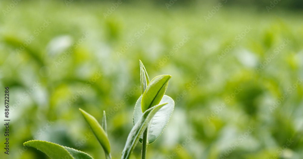 Green tea tree leaves field young tender bud herbal Green tea tree in camellia sinensis organic farm. Close up Fresh Tree tea plantations mountain green nature in herbal farm plant background morning Green tea tree leaves field young tender bud herbal Green tea tree in camellia sinensis organic farm. Close up Fresh Tree tea plantations mountain green nature in herbal farm plant background morning