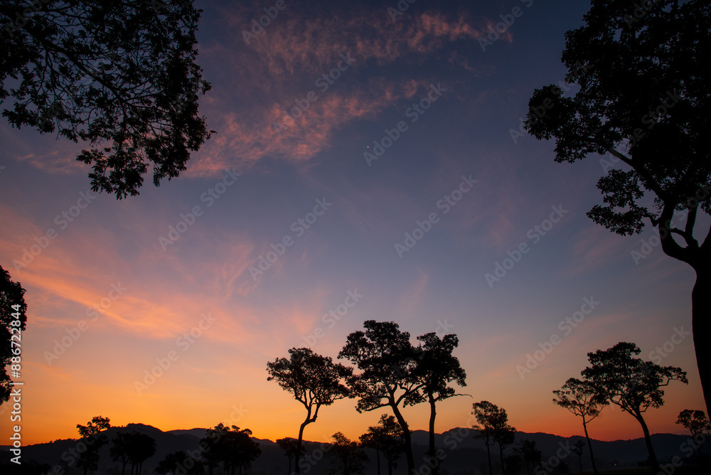 Purple sunrise sky tropical tree field in sunny morning. Silhouette tree pink purple dawn sky in spring season. Landscape meadow misty fog forest in countryside. Amazing violet landscape Park outdoor Purple sunrise sky tropical tree field in sunny morning. Silhouette tree pink purple dawn sky in spring season. Landscape meadow misty fog forest in countryside. Amazing violet landscape Park outdoor