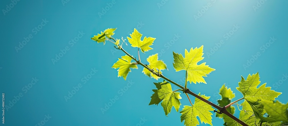 A grapevine stem is highlighted against a clear blue sky in the background with sunlit leaves perfect for copy space image A grapevine stem is highlighted against a clear blue sky in the background with sunlit leaves perfect for copy space image