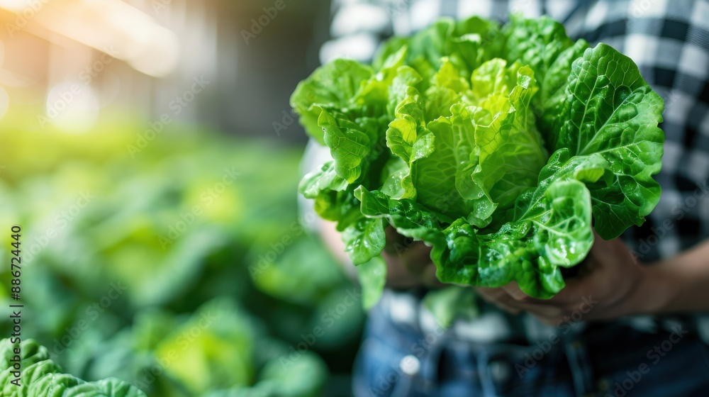 An individual holds a bunch of fresh green lettuce in their hand against a backdrop of a vibrant indoor farm, demonstrating the harvesting process within a controlled environment. An individual holds a bunch of fresh green lettuce in their hand against a backdrop of a vibrant indoor farm, demonstrating the harvesting process within a controlled environment.
