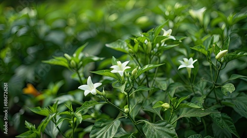 Obraz na płótnie chilly plant with spicy chilly and tiny flowers The flowers of chilly are white in color Chillies are white in color and once it ripen it turns to red color Its an inevitable thing in spicy dishes w salonie