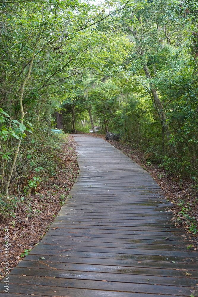 path in the woods path in the woods