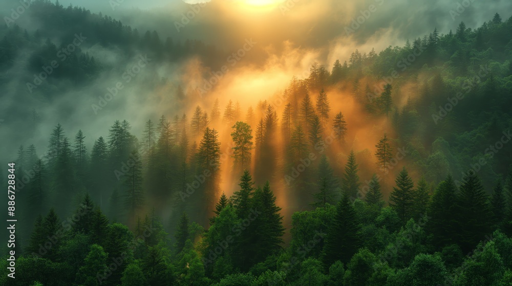 Naklejka premium gorgeous aerial view of conifer forest with fog drifting around at morning time with sunrise light, sunlit over cloud