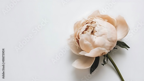 Lone beige peony on white background flat lay top view