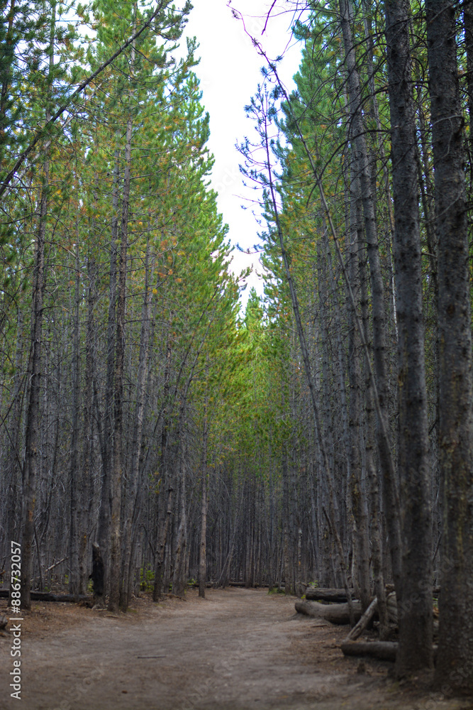 Obraz premium Forest path with pine trees