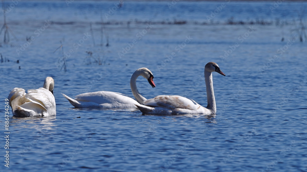 a group of white swans swims on the water on a sunny spring day, closeup a group of white swans swims on the water on a sunny spring day, closeup