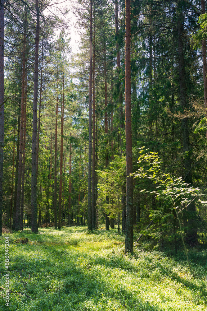 Obraz premium Sunlit Forest Floor in Lush Coniferous Woodland. Dappled Light Illuminates Verdant Undergrowth Among Tall Pine Trees