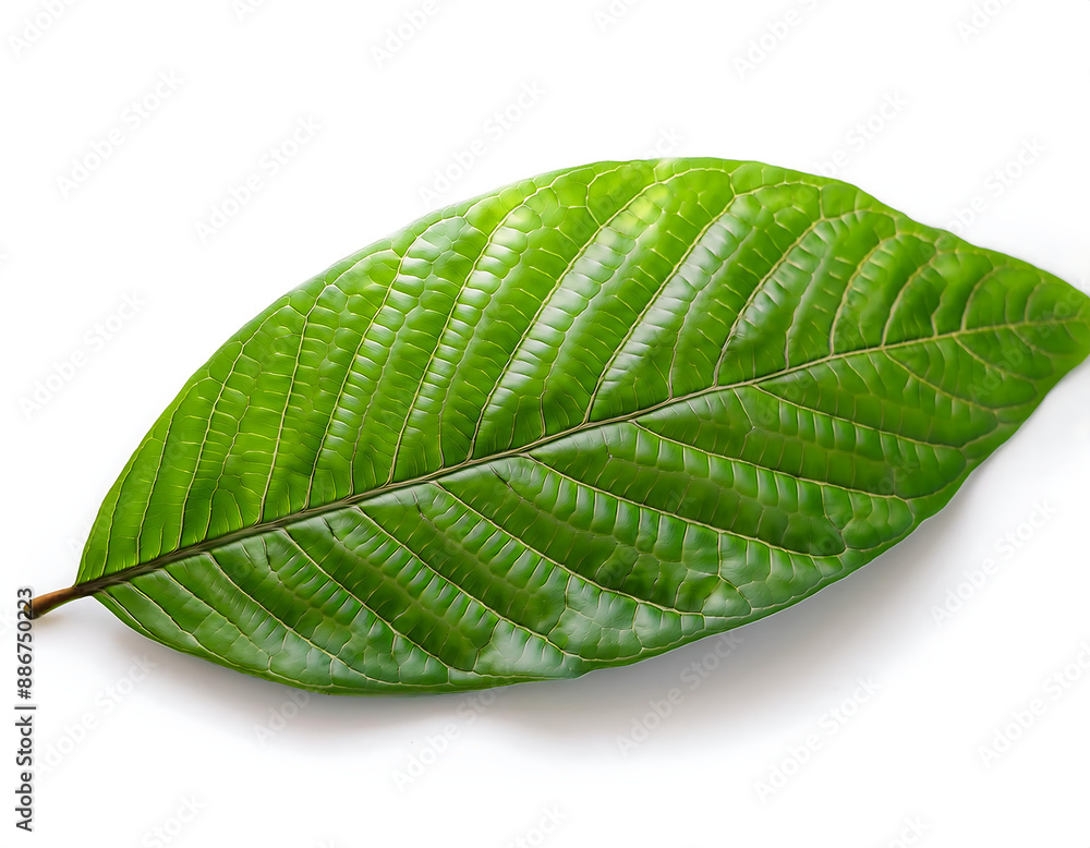 Obraz premium Green Cocoa Leaf Isolated on White- A fresh green cocoa leaf sharply contrasted against a c_1(142)