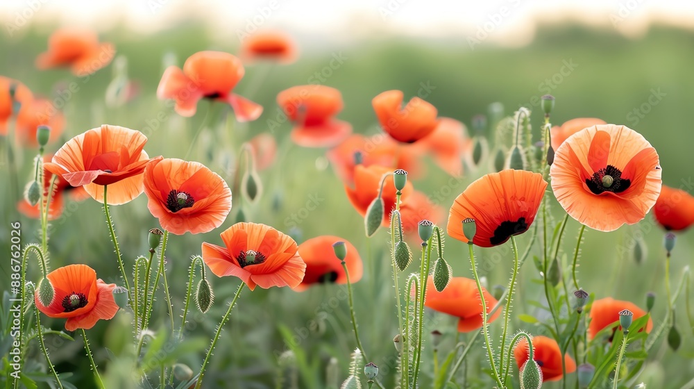 Obraz premium A beautiful field of red poppies at dusk