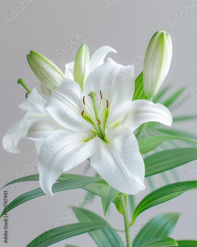 An elegant white lily in a minimalist setting, captured with a Fujifilm X-T4, 56mm lens, f/1 photo