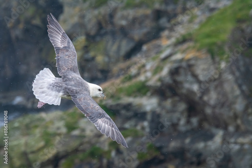 Obraz na plátně Northern fulmar (Fulmarus glacialis) on the coast, Lerwick, Shetland, Scotland