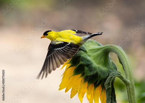 goldfinch flying off sunflower head