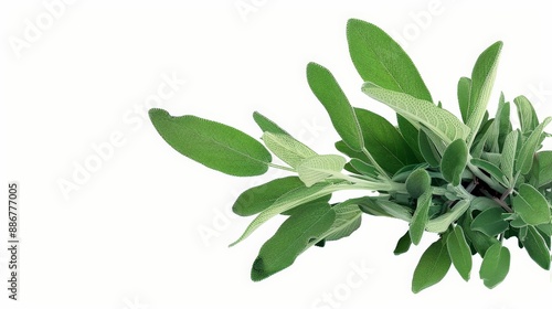 This high-resolution 4K image showcases the intricate details of a sage plant, presented against a transparent background for seamless integration into various projects.