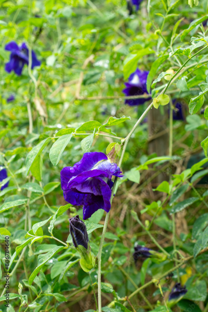 Fresh Bloom of Blue Pea After Rain Fresh Bloom of Blue Pea After Rain
