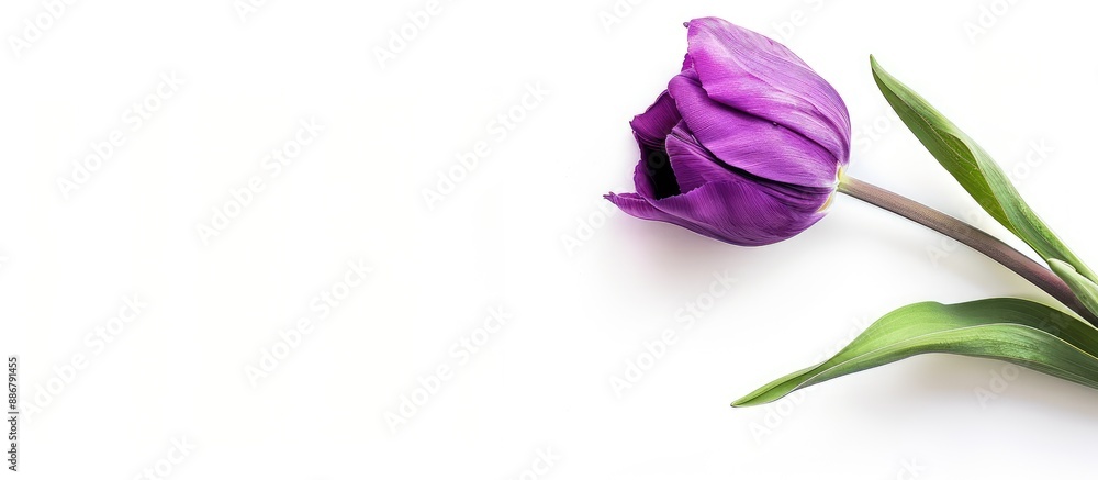 Tulip in shades of purple set against a white backdrop, with no other elements visible in the picture, creating a 'copy space image.' Tulip in shades of purple set against a white backdrop, with no other elements visible in the picture, creating a 'copy space image.'