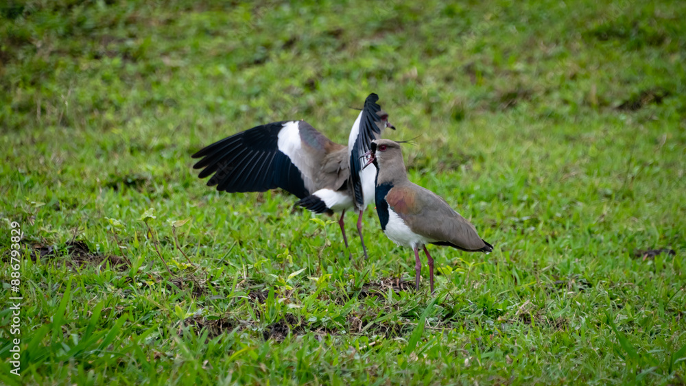 Fototapeta premium birds in the grass