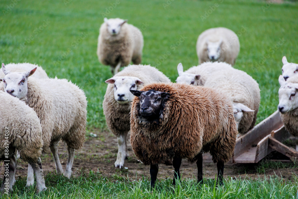 Fototapeta premium Sheep on a pasture in the Netherlands look head-on at the camera