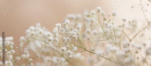 A close-up of white gypsophila or baby's breath flowers on a beige backdrop with selective focus, providing an ideal copy space image.