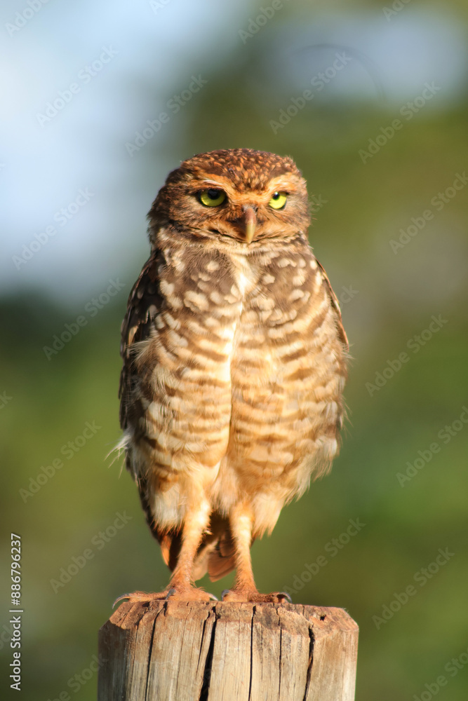 Burrowing owl (Brazil) Burrowing owl (Brazil)
