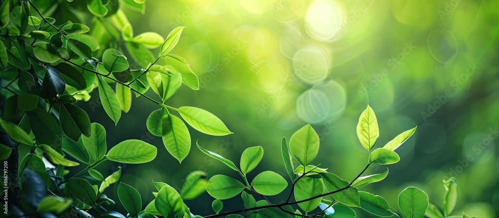 A lush green branch with fresh leaves set in a forest, providing ample copy space image. A lush green branch with fresh leaves set in a forest, providing ample copy space image.