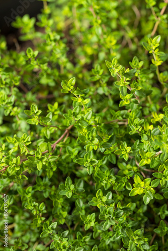 Raw Organic Green Thyme Leaves