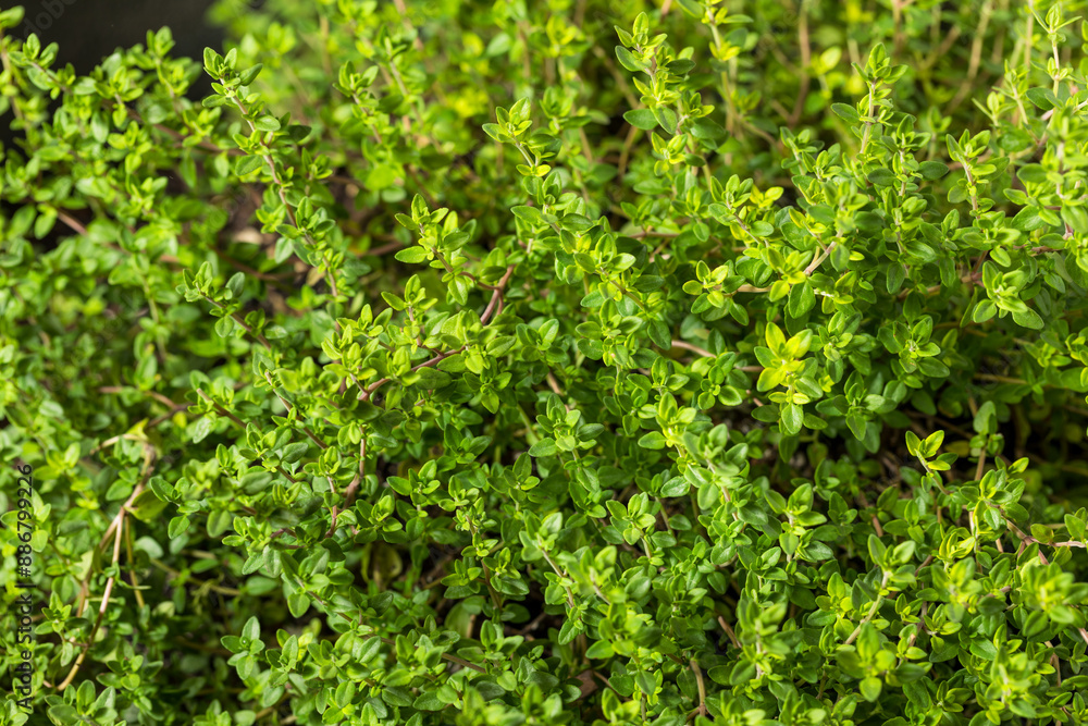 Raw Organic Green Thyme Leaves Raw Organic Green Thyme Leaves