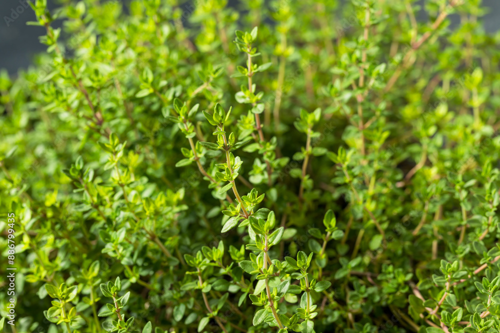 Raw Organic Green Thyme Leaves Raw Organic Green Thyme Leaves