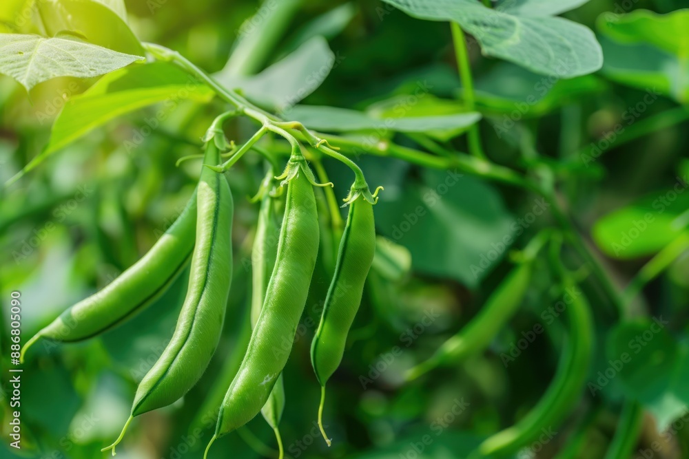 Green bean plant with rich greenery in garden. Close-up of six ripe green beans hanging from stem surrounded by diverse plants and flowers. Garden landscape with depth and tranquility. Green bean plant with rich greenery in garden. Close-up of six ripe green beans hanging from stem surrounded by diverse plants and flowers. Garden landscape with depth and tranquility.