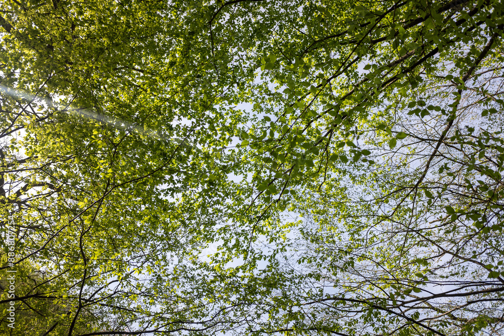 Green leaves against the blue sky under the sun. Summer forest landscape. Green leaves against the blue sky under the sun. Summer forest landscape.