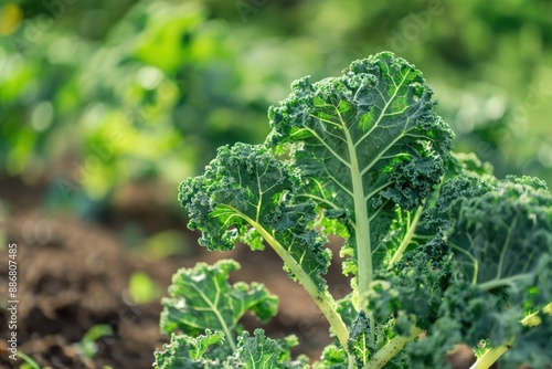 Wallpaper Mural Greenery garden scene featuring kale plant with large leaves and vibrant stems. Tall plants reach towards sky in lush environment. Background filled with trees and bushes adding depth to composition. Torontodigital.ca