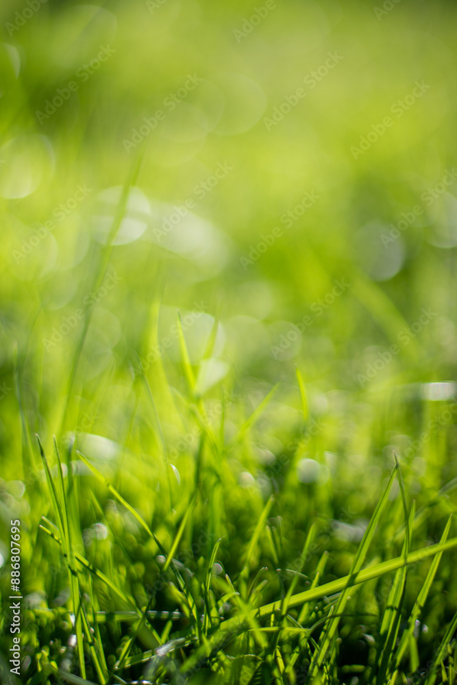 Green grass blurred grass background. Green grass blurred grass background.