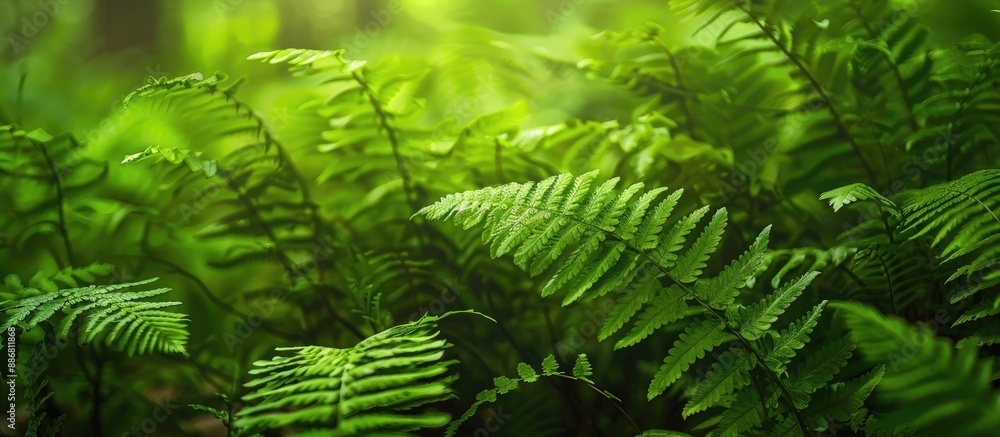 Lush green fern leaves in a forest setting with ample copy space image for design or text. Lush green fern leaves in a forest setting with ample copy space image for design or text.