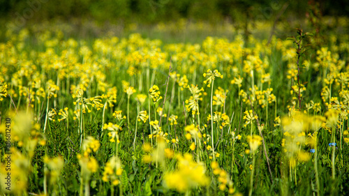 The meadow is alive with vibrant yellow wildflowers blooming in spring, creating a beautiful scene © Victor Kaprov