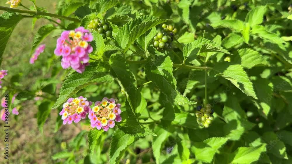 Lantana camara is a species of flowering plant within the verbena family, native to the American tropics. Lantana camara is a species of flowering plant within the verbena family, native to the American tropics.
