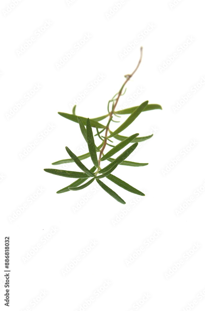 Branch of Rosemary, Rosmarinus officinalis, ornamental and medicinal plant, on white background