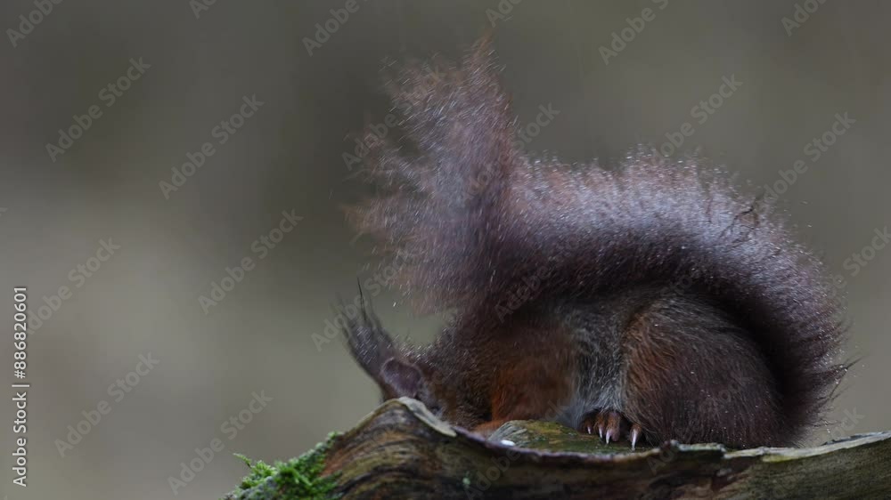 Red squirrel sitting on dead branch in the heavy rain and search feed, european red squirrel, winter, north rhine westphalia, (sciurus vulgaris), germany Red squirrel sitting on dead branch in the heavy rain and search feed, european red squirrel, winter, north rhine westphalia, (sciurus vulgaris), germany