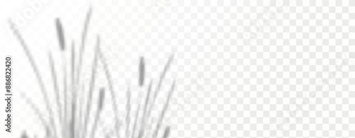 Blurred shadows from leaves and plants in the room. Soft overlay of natural light. Abstract background for product presentation.Natural light layout.