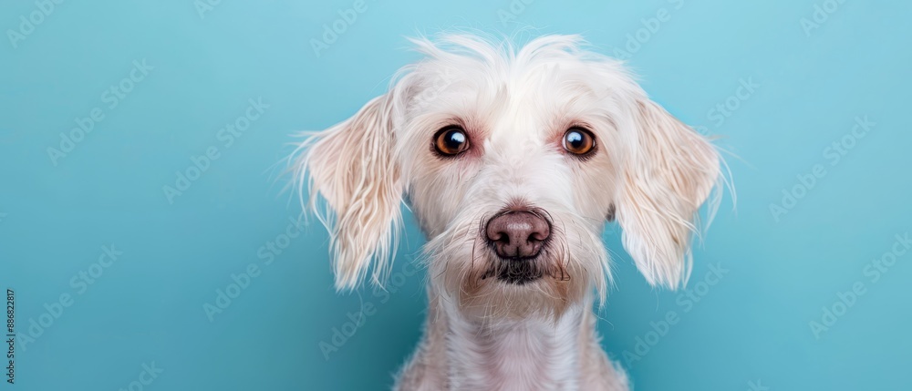 A surprised dog's face in close-up, set against a blue backdrop A surprised dog's face in close-up, set against a blue backdrop