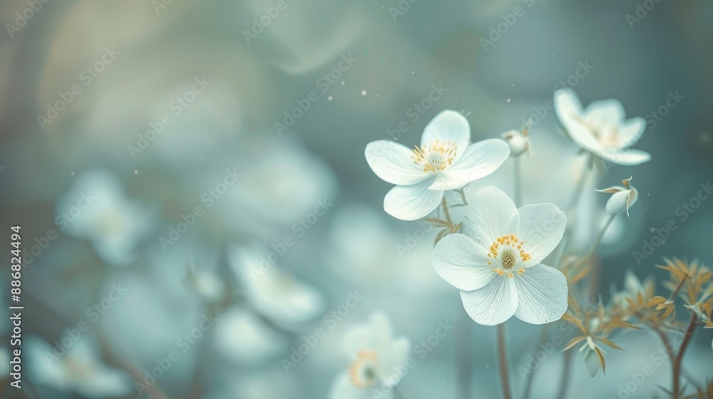 Small white flowers with blurred background Small white flowers with blurred background