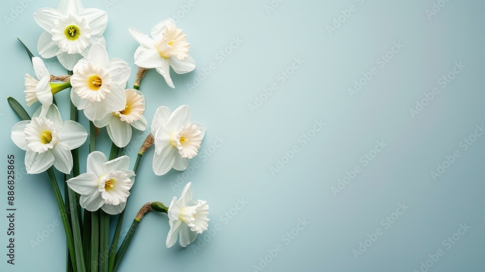 Obraz premium Fresh white daffodil bouquet on light blue background with copy space