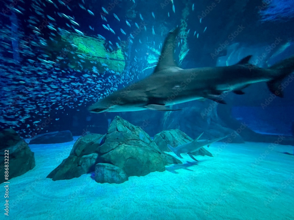 Obraz premium Shark Abstract