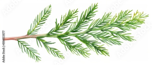 A juniper leaf with delicate watercolor needles isolate on white background