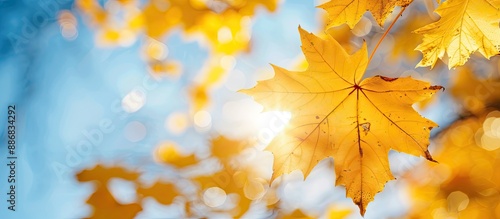 A sunny autumn day with close-up macro photos of yellow maple leaves against a blue sky, offering copy space in natural light. photo