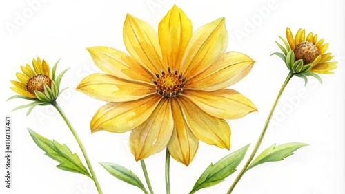 Watercolor Painting of Three Yellow Flowers, flower, botanical, art, illustration